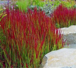 Паникум многогодишна червена декоративна трева в саксия - Panicum sangria
