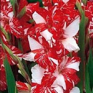 Гладиол двуцветен мартеницата Зизан - Gladiolus Zizanie