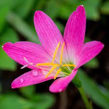 Зефирантес екзотичната лилия розово - Zephyranthes rosea