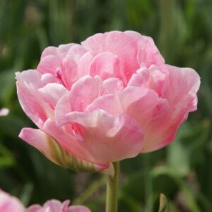 Едно от най-ароматните и нежни кичести лалета - Tulip Angelique
