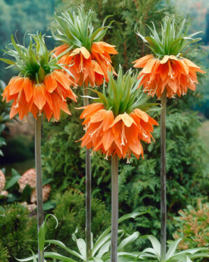 Кралска оранжева фритилария против къртици - Fritillaria imperialis Aurora