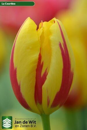 Лале Ла Кортен едно от най-красивите френски сортове - Tulip La Courtine
