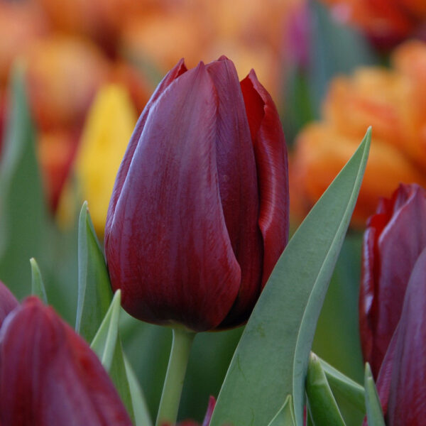 Лале Палада в кестеново червен цвят - Tulip Pallada