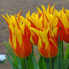 Лале Огнени крила акцент във вашата градина - Tulip firewings