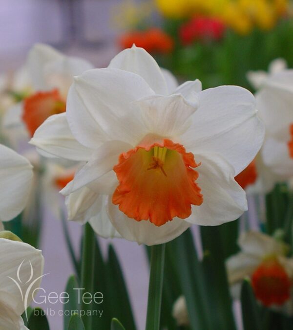 Нарцис бял с червена къдрава лула - Narcissus Sempre Avanti
