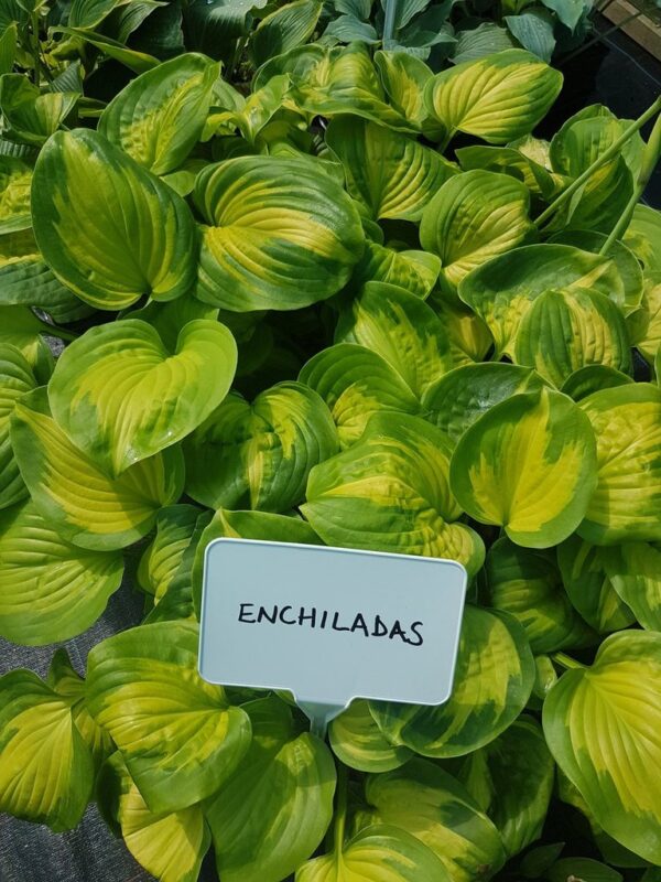 Хоста Енчиладас с ароматни цветове - Hosta Enchiladas