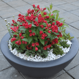 Вейгела цъфти цяло лято в червено - Weigela red Bristol