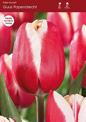 Лале Гуус в екзалтиращ червен цвят и бял контраст по края - Tulip guus papendrecht