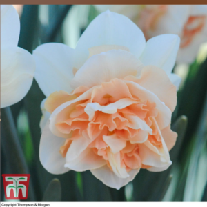 Нарцис ароматен с розова кичеста лула - Narcissus double Replete
