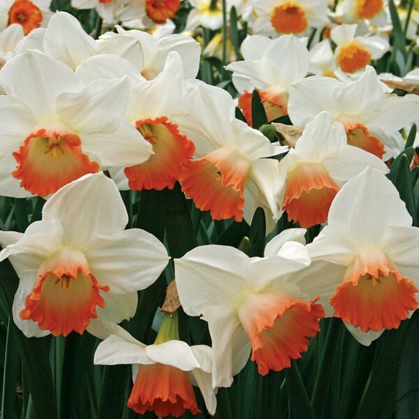 Нарцис розов чар носител на награда с огромен 9 см. цвят - Narcissus Pink charm (large0cupped Daffodil)