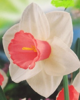 Нарцис с розова къдрава лула - Narcissus Salome