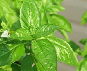 Босилек едролистен силно ароматен - Basil large leaf (Basilicum)