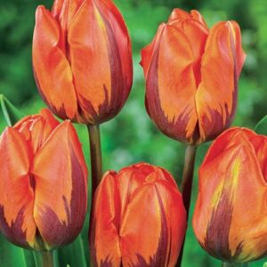 Наградено лале двуцветно Ермитаж - Tulip Hermitage