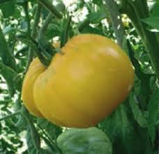Домат жълт едроплоден Гази с високо захарно съдържание - Tomato yeloow Gazi