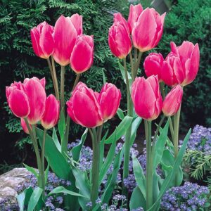 Лале Щастливото семейство цъфти с различни по височина цветове - Tulip Happy Family