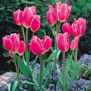 Лале Щастливото семейство цъфти с различни по височина цветове - Tulip Happy Family Лале Щастливото семейство цъфти с различни по височина цветове - Tulip Happy Family