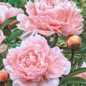 Божур розово-прасковен цвят изцяло кичест и много ароматен - Paeonia Super Parfait