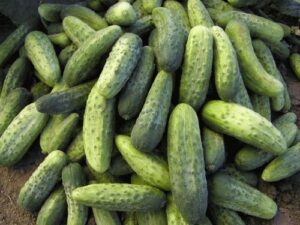Корнишон Реджина издръжлив на засушаване и болести - Regina cucumber