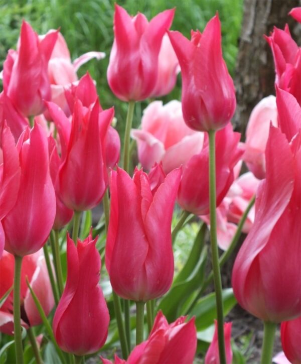 Елегатно малинено лилиевидно лале с едър цвят не изчезва през годините - Tulip Mariette