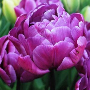 Лале единственият диамант сред лалетата кичесто като роза - Tulip Blue Diamond 3 Лале единственият диамант сред лалетата кичесто като роза - Tulip Blue Diamond 3