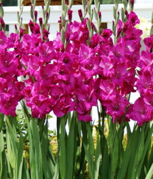 Гладиол пурпурно розов Захарна слива - Gladiolus Sugar plum