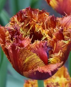 Най-едроцветното и трицветно божуресто лале огнена феерия - Tulip Bastia double fringed