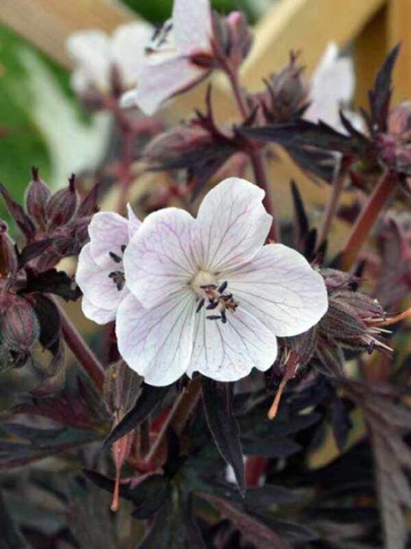 Феноменално красив Гераниум Лилавия призрак с тъмно лилави листа - Geranium pratense Purple ghost