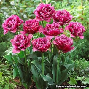 Кичесто ресничесто малинено розово лале с невероятна красота - Tulip Mascotte