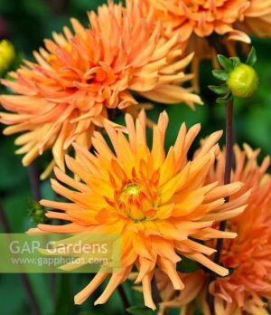 Далия със супер траен цвят - Dahlia Glory of noordwijk Далия със супер траен цвят - Dahlia Glory of noordwijk
