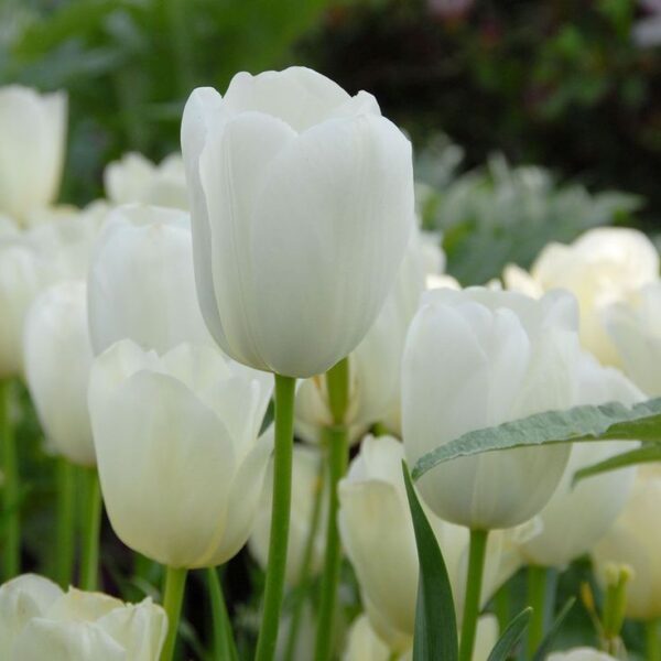 Лале Маурийн едно от най-красивите и най-високи бели - Tulip Maureen