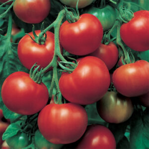 Супер ранен сорт Домат отличен и за зимно оранжерийно отглеждане - Tomato Giove F1