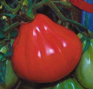Домат няма по-сладък салатен сорт от Сърцето на Албенга - Tomato Oxheart sel. Riviera