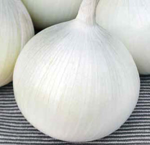Лук за глави и за зелени пера бял съхранение 5-6 месеца не е лютив - Onion late Argenta