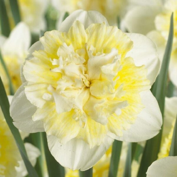 Нарцис Ледения крал с кичест кремаво бял цвят - Narcissus ice king