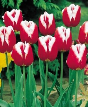 Изключително ефектно червено с бели краища високо лале - Tulip Leen van der Mark