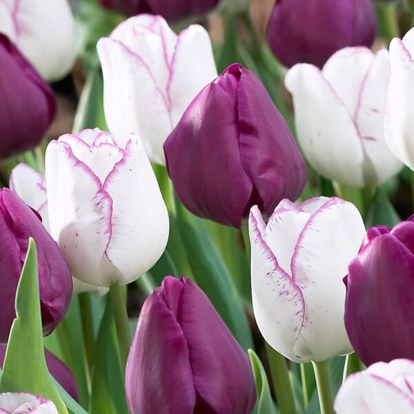 Лале Шърли с много красив бяло лилав преливащ цвят - Tulip Shirley