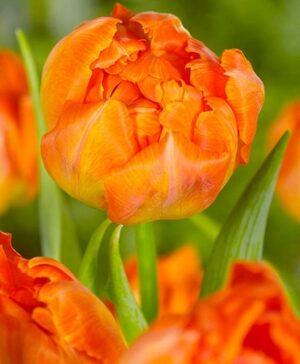 Лале Икона с кичест оранжев цвят - Tulip double late Icoon