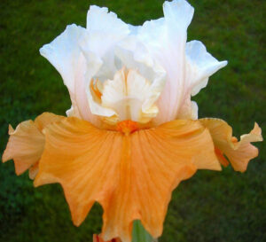 Награден сорт двуцветен ирис Тиквен Чийзкейк - 7 цвята на стъбло - Iris Germanica Pumpkin Cheesecake