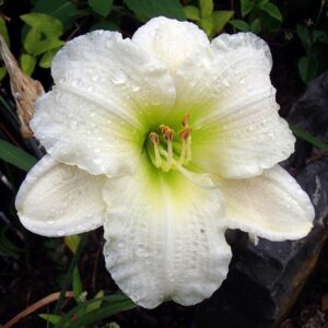 Хемерокалис нежният пастир бял -контраст на зелените листа - Hemerocallis gentle shepherd Хемерокалис нежният пастир бял -контраст на зелените листа - Hemerocallis gentle shepherd