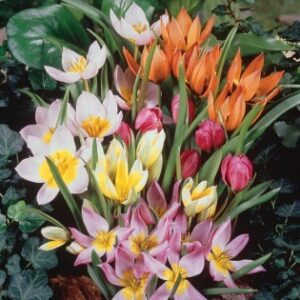 Лале ботаническо смес - Tulip species mix Лале ботаническо смес - Tulip species mix