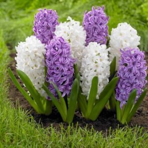 Зюмбюл Ароматна комбина от два контрастни цвята - Hyacinthus white and purple