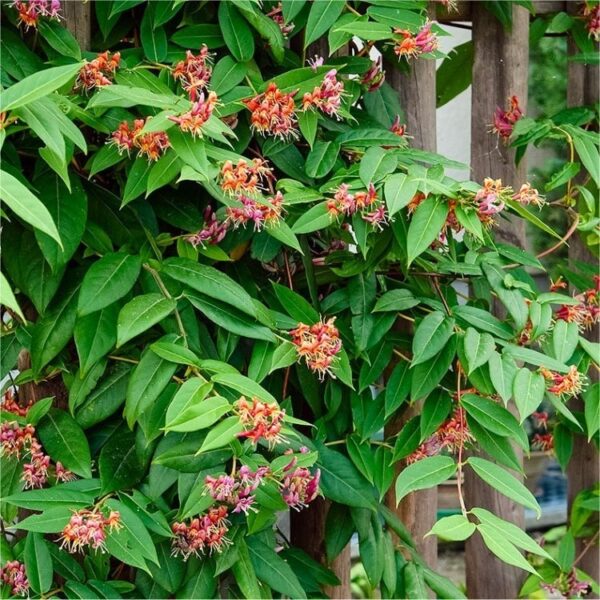 Лоницера единствената зелена и през зимата с ароматни цветове - Lonicera acuminata