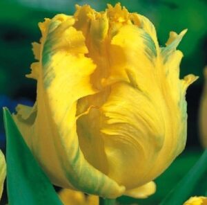 Лале тексаско злато с едри кичести ярко жълти цветове - Tulip texas gold
