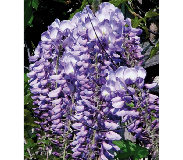 Увивна лилаво-синя ароматна японска вистерия Лудвиг - Wisteria floribunda Ludwig Lanvin