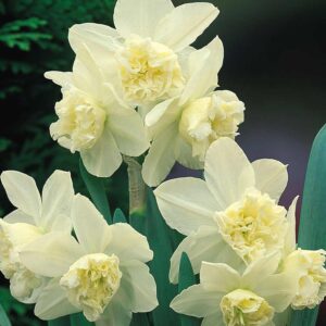 Нарцис ароматен тройното чудо - Narcissus white marvel