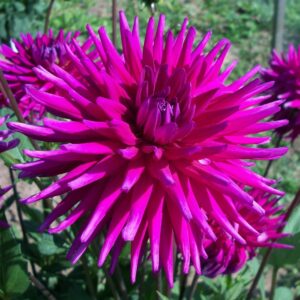 Далия кактусова Лилаво бижу - Dahlia Purple gem