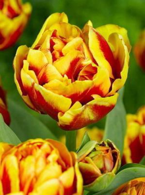 Чаровно божуресто ароматно лале с червено-жълт цвят - Tulip double focus
