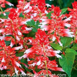Салвия момиче от корицата червена за слънце - Salvia splendens cover girl Салвия момиче от корицата червена за слънце - Salvia splendens cover girl