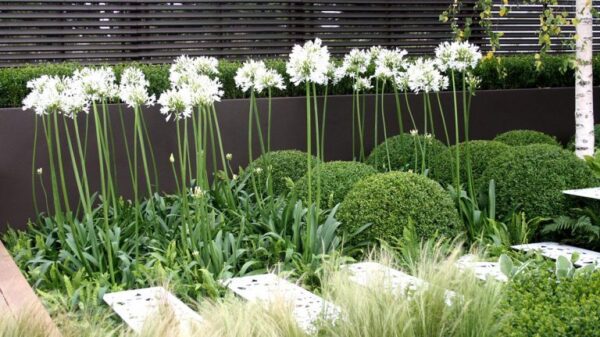 Бял агапантус за елегантни градини устойчив на жега и суша - Agapanthus white