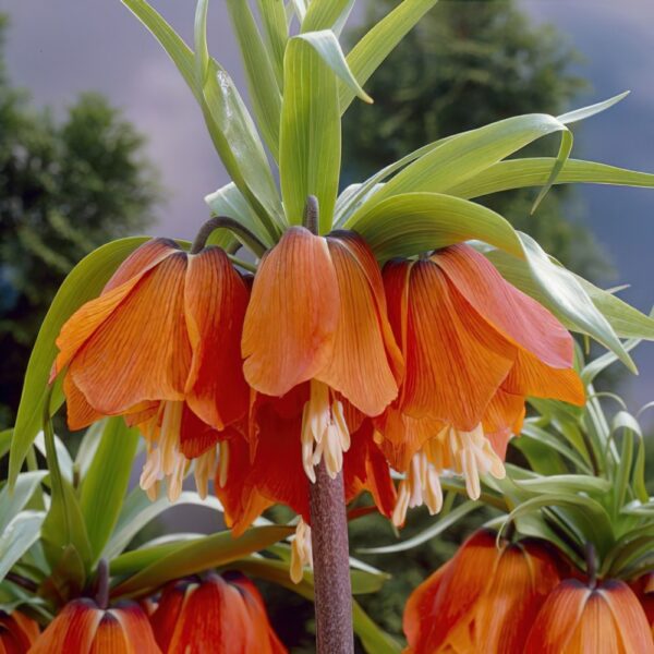 Кралска оранжева фритилария против къртици - Fritillaria imperialis Aurora